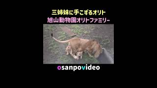 三姉妹にてこずるオリト　＃オリトファミリー #旭山動物園 #ライオン #lion #asahiyamazoo #bigcat #shorts #cute #orito\u0026io  #lioncub