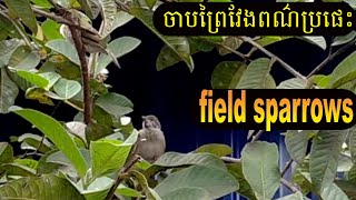 Grey Sparrows  ចាបព្រៃវែង