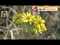 【貴重な植物】「オカオグルマ」の黄色い花が見頃　三重・熊野市