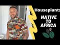 Houseplants Native to Africa