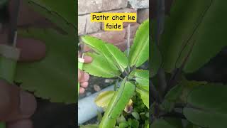 পথের আড্ডা কে ফাদে #পাথরচাট্টা #gardeningvideos #plant #gardeninglovers #gardenplants