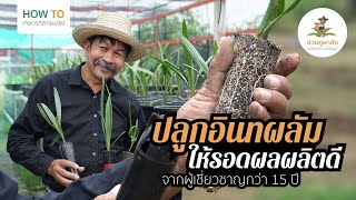 How To Kasetkangplang l EP.03 ปลูกอินทผลัมยังไงให้รอดแถมยังได้ผลผลิตดี