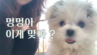 vlog. 어쨌든 시작 | Home Sweet Home🏡순덕이로 시작해서 순덕이로 끝나는 영상/ 원지원지팍