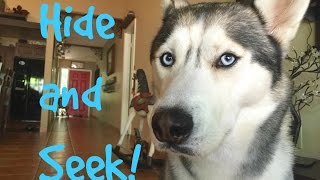 Hide and Seek With my Husky! Hide and Seek With my Husky!