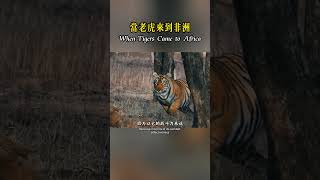 When a tiger comes to Africa, it's like coming to a cafeteria! #shorts #nature #wildlife #animal