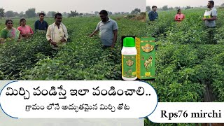 #Rps76 వాడిన మిర్చి రైతు అనుభవం 🌱🌱🌶️🌶️🙌🏻