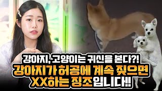 강아지가 허공을 보면서 짖으면 조심하세요!!! XX하는 징조입니다!! 고양이도 마찬가지입니다! 다 이유가 있습니다 [부산점집 별하신녀]