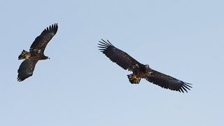 Орланы-Белохвосты, Брачные игры / White-tailed Eagles, breeding season.