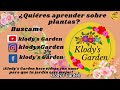 crisantemos aplica estos cuidados y siempre estaran llenos de flores plantas flores jardines