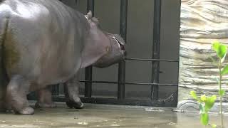 カバのジローめっちゃ部屋に帰りたそう 【上野動物園2021年11月18日】