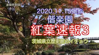 2020.11.15撮影, 偕楽園の紅葉速報3, 茨城県立歴史館のイチョウ