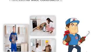 Killeen Mice Control - Mice Control Service in Killeen