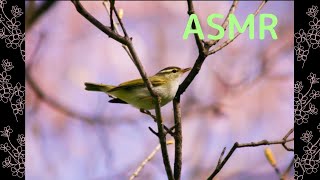 Beautiful chirping of warblers / Healing / Relaxation / Bird song / uguisu / ASMR / 1 hour