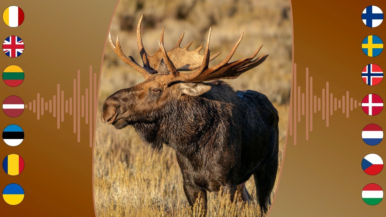 Mammal Sounds Moose Youtube