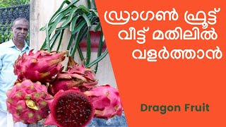 Kerala Dragon Fruit Cultivation, ഡ്രാഗൺ ഫ്രൂട്ട് വീട്ട് മതിലിൽ വളർത്താൻ | Malayalam |Haritha Dalam |