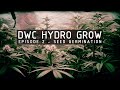 DWC Hydroponic Cannabis Grow Ep 2. Germination & Seedlings