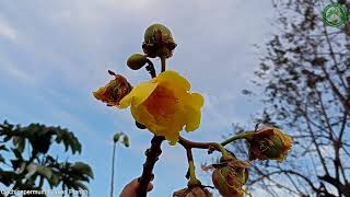 Cochlospermum Fraseri Planch. | Flowering Shrubs \u0026 Trees | 🇵🇦 Panama |