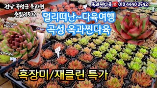 산좋고공기좋은 농원다육여행 흑장미 재클린 가격에 놀람주의 사과꽃 물방울베리 스텔라 최저가격succulents  plant 多肉植物