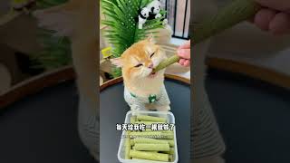 🐱貓咪最愛的頂級貓草凍乾磨牙棒來了！看牠們瘋狂討食，真的是太愛吃了😋！還可以排毛、讓牠們不再為肚子裡的毛苦惱🙌！原料超級簡單，只有肉跟草🌿！