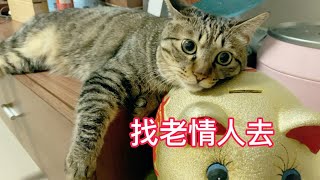 小猫咪生气了爸爸使劲哄它！