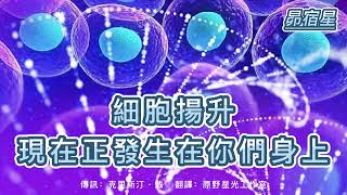 #昴宿星  細胞揚升現在正發生在你們身上