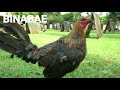 Type of chicken by 