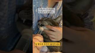 고양이 강아지 강급 강수 하는 법 💛