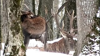 Олени в лесу днём укладываются на отдых || Red deer rest in the forest during the day