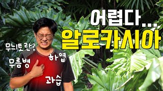 알포자(알로카시아 포기한 자)들 여기 모여라~~ 하엽 지는 이유, 무름병 대처법 등