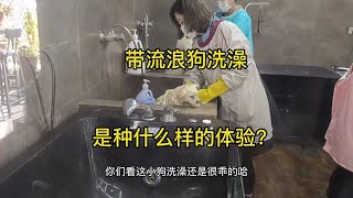 无人区捡的流浪狗，第一次带去洗澡，是种什么样的体验？