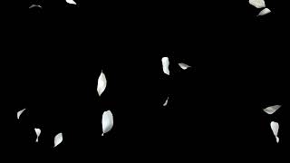 Flower petals overlay 4K black screen effect