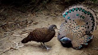 Bornean peacock-pheasant