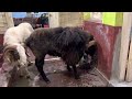Fighter Sheep Bakri Eid 2022