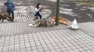 第二回　秋田犬寄合　IN 大館能代空港： 純 天、ボス（銀星、タケシ）、龍、吹雪、矢白、ゆうき