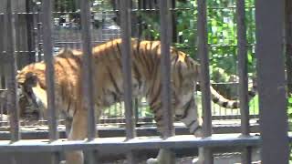 2022.6.19 宇都宮動物園☆アムールトラのルイくんとアズサちゃん