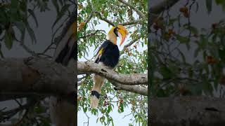 Great Hornbill: Rainforest Majesty with a Vulnerable Future #birds