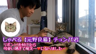 しゃべる【元野良猫】チュンパ君✨リボン🎀付けたら可愛い過ぎて萌え〜❤️✨になりました😱💕✨✨