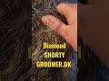 💎 diamond edition shorty from groomer.dk