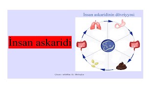 İnsan askaridi