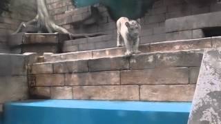 2015.7.19 東武動物公園☆ホワイトタイガーの赤ちゃん【White tiger baby】_09