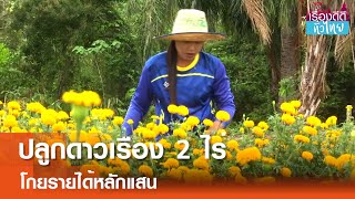 ปลูกดาวเรือง 2 ไร่ โกยรายได้หลักแสน  | เรื่องดีดีทั่วไทย | 25-6-67