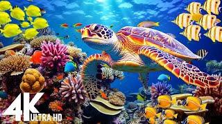 Ocean 4K - Sea Animals for Relaxation, Beautiful Coral Reef Fish in Aquarium - 4K Video Ultra HD #24