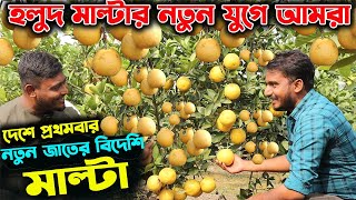 দেশে প্রথমবার নতুন জাতের হলুদ মাল্টা চাষে সফলতা যুবকের | উদ্যোক্তার খোঁজে