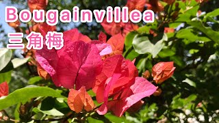 【三角梅】bougainvillea  九重葛/花卉/开花植物