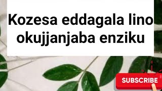 wejjanjabe enziku nga okozesa eddagala lino