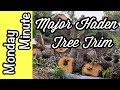 Monday Minute- Major 'Haden' Mango Tree Trim