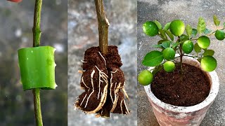 Amazing! Propagation Of Lemon Branches With Aloe Vera Lots Of Roots Trying To This Way New Idea