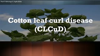 Cotton leaf curl viruses (CLCuV) have devastated cotton