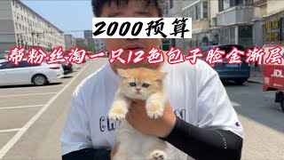 2000预算帮粉丝淘一只12色大包子脸金渐层！真香！