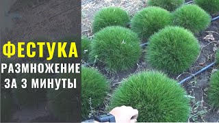 Фестука (Овсяница) - размножение за 3 минуты.